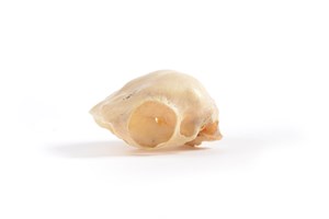 Image description is not available for 2015.4.3